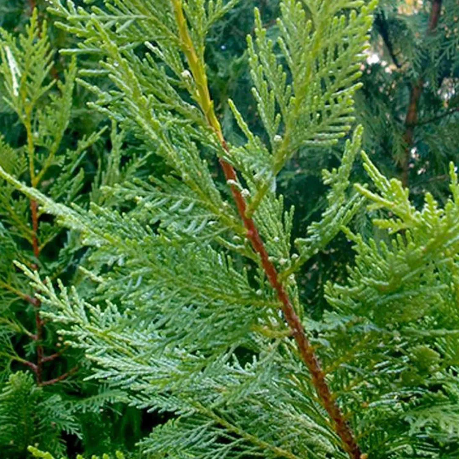cupressocyparis_emerald_isle__emerald_isle_leyland_cypress___gallon_0-1.webp Cupressocyparis 'Emerald Isle'® - Emerald Isle Leyland Cypress® - 7 Gallon>Roger's Gardens Store