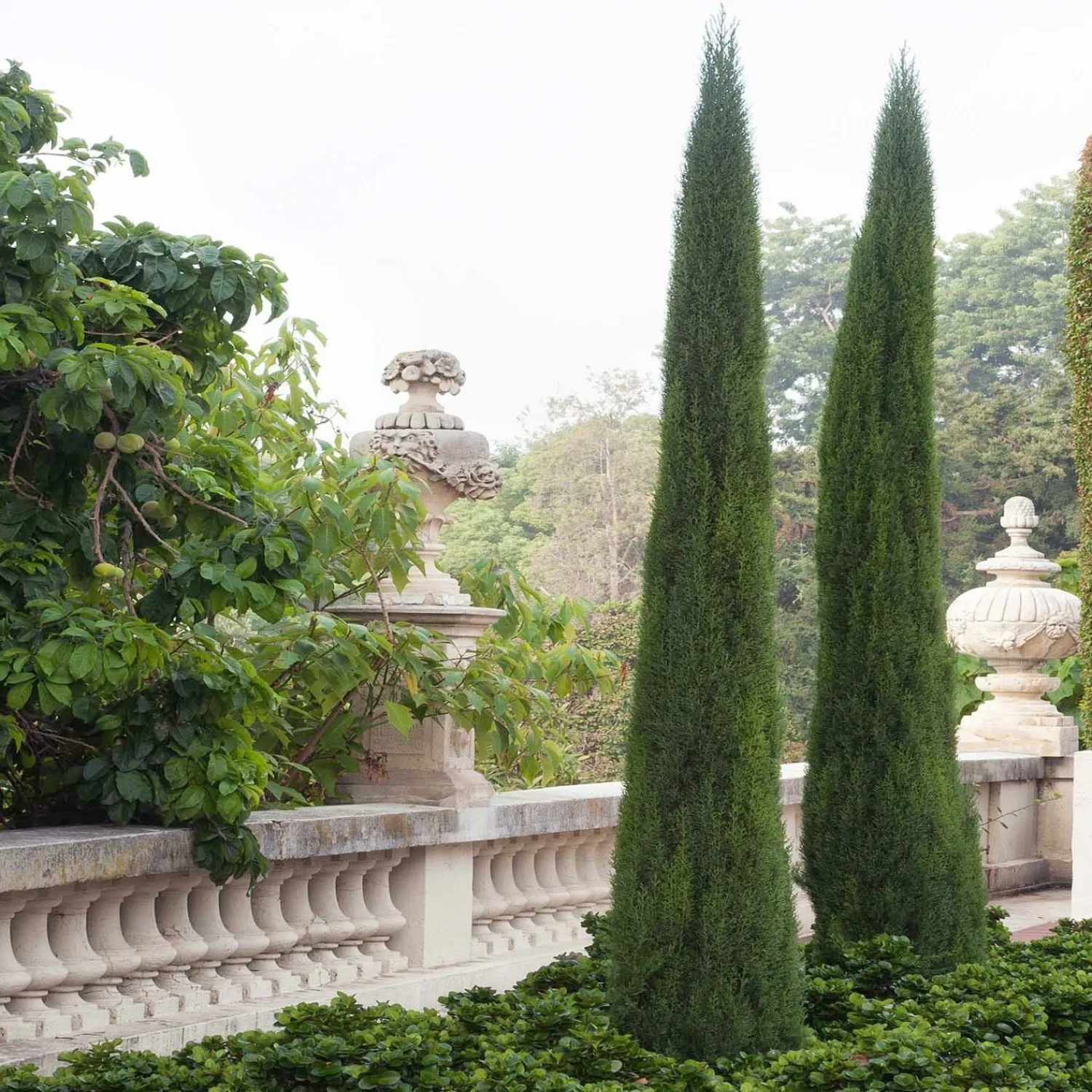 cupressus_tiny_tower_dwarf__tiny_tower_dwarf_italian_cypress_0.webp Cupressus 'Tiny Tower Dwarf' - Tiny Tower Dwarf Italian Cypress>Roger's Gardens Cheap