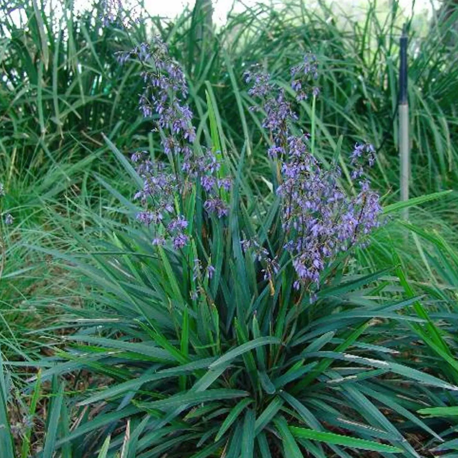 dianella_caerulea_little_becca_pp__little_becca_flax_lily___gallon_0.webp Dianella Caerulea 'Little Becca'™ Pp - Little Becca Flax Lily - 1 Gallon>Roger's Gardens Cheap