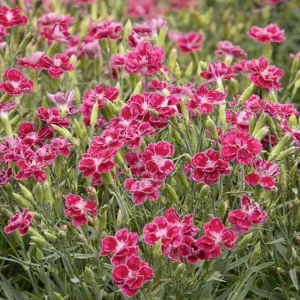 Dianthus 'Delilah Plum Magenta'™ - Delilah Bicolor Magenta Dianthus - Petite - 5>Roger's Gardens Discount