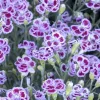 Dianthus 'Delilah Plum Purple'™ - Delilah Bicolor Purple Dianthus - Petite - 5 I>Roger's Gardens Flash Sale