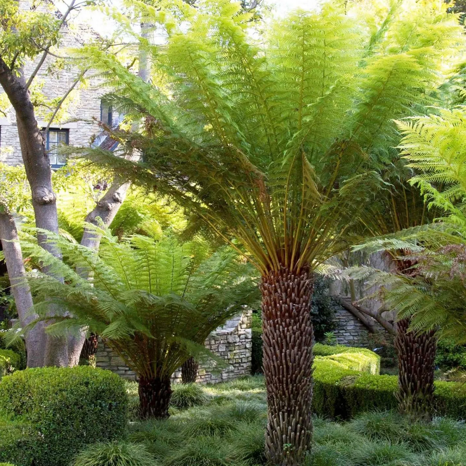 dicksonia_antarctica__tasmanian_tree_fern___gallon_0.webp Dicksonia Antarctica - Tasmanian Tree Fern - 5 Gallon>Roger's Gardens Fashion