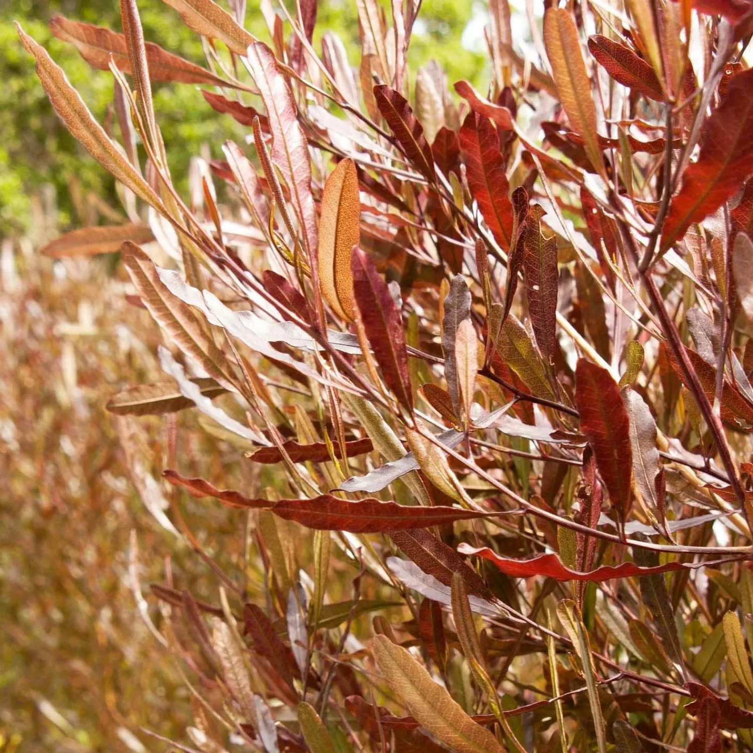 dodonaea_purpurea__purple_hopseed_bush___gallon_0.webp Dodonaea 'Purpurea' - Purple Hopseed Bush - 5 Gallon>Roger's Gardens New