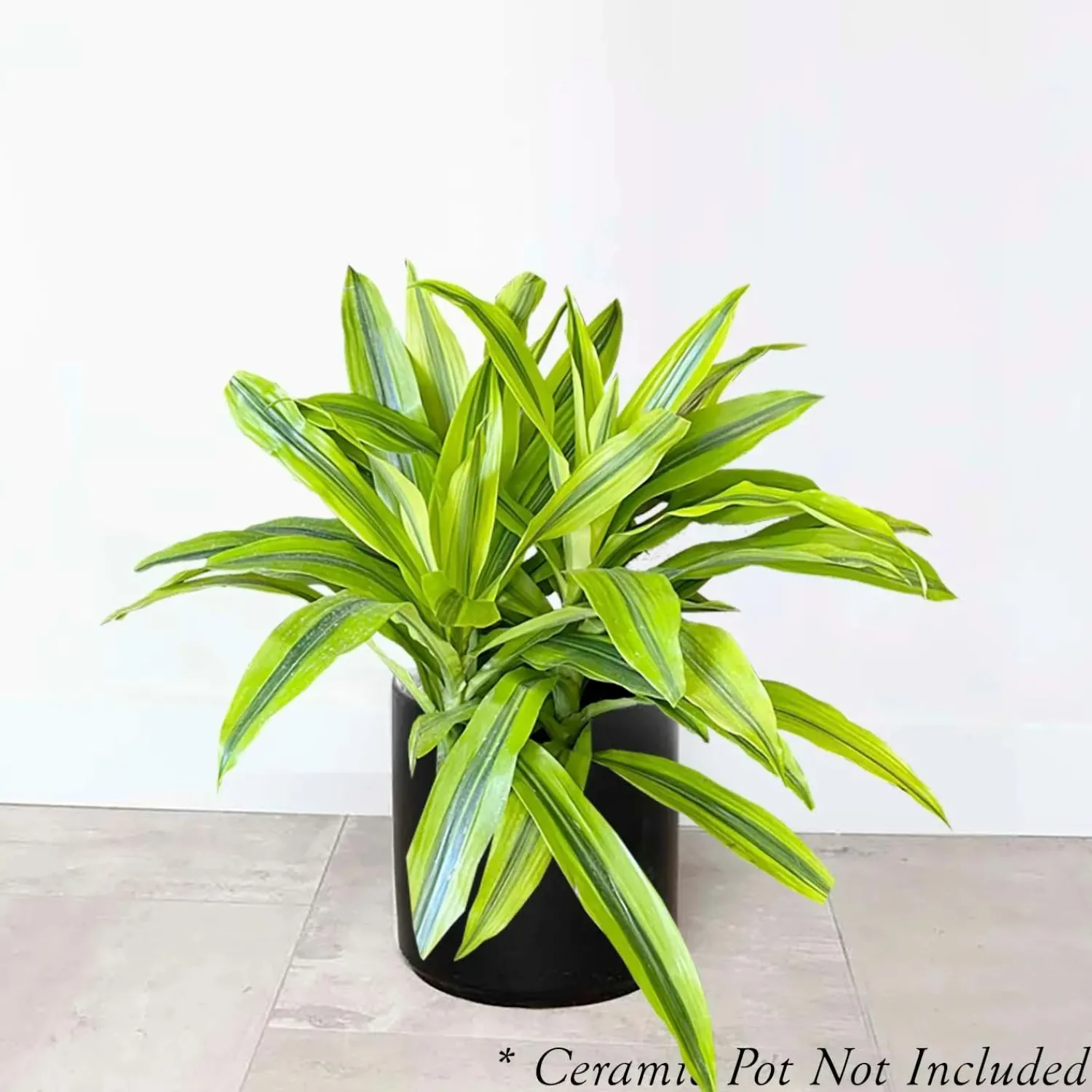 dracaena_kristi___pot_0.webp Dracaena 'Kristi' - 8" Pot>Roger's Gardens Outlet