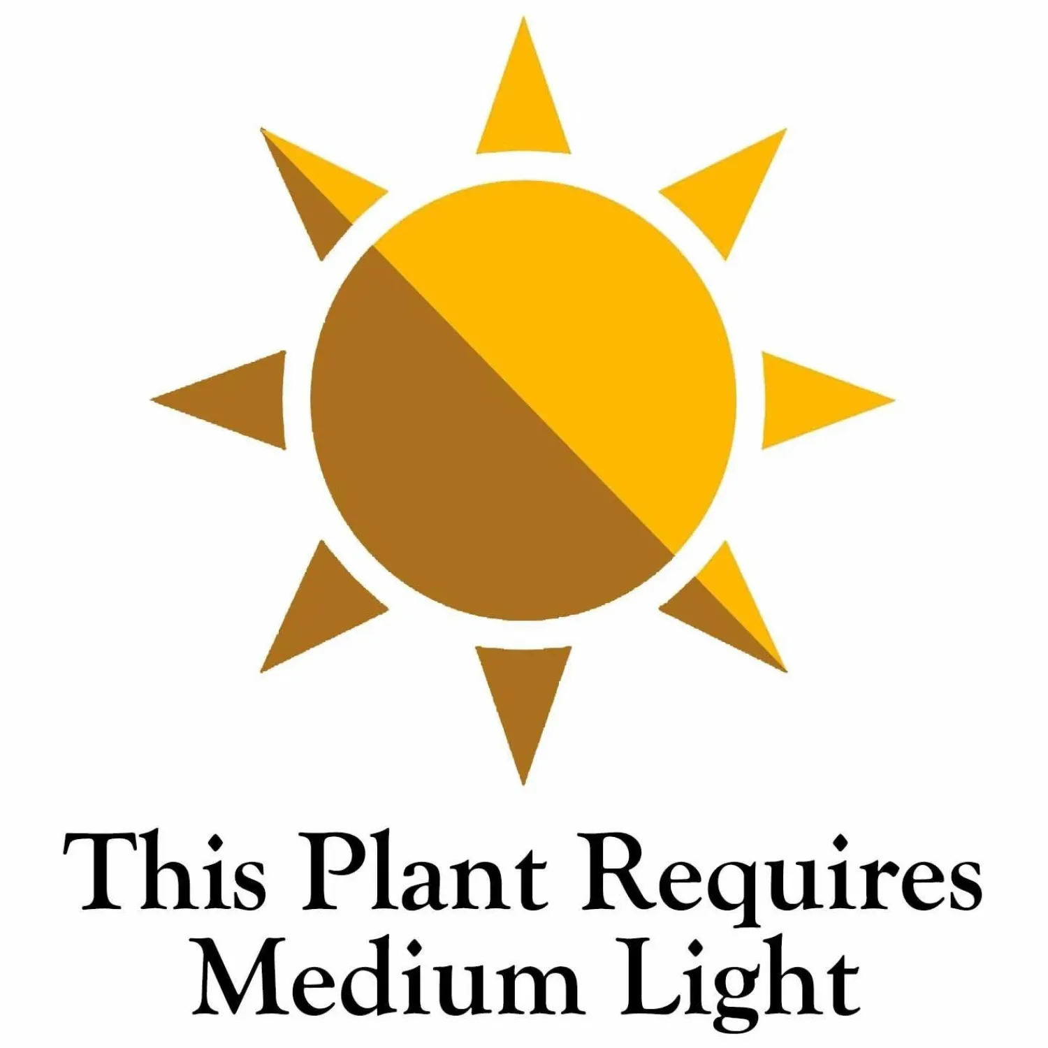 dracaena_kristi___pot_3.webp Dracaena 'Kristi' - 8" Pot>Roger's Gardens Outlet