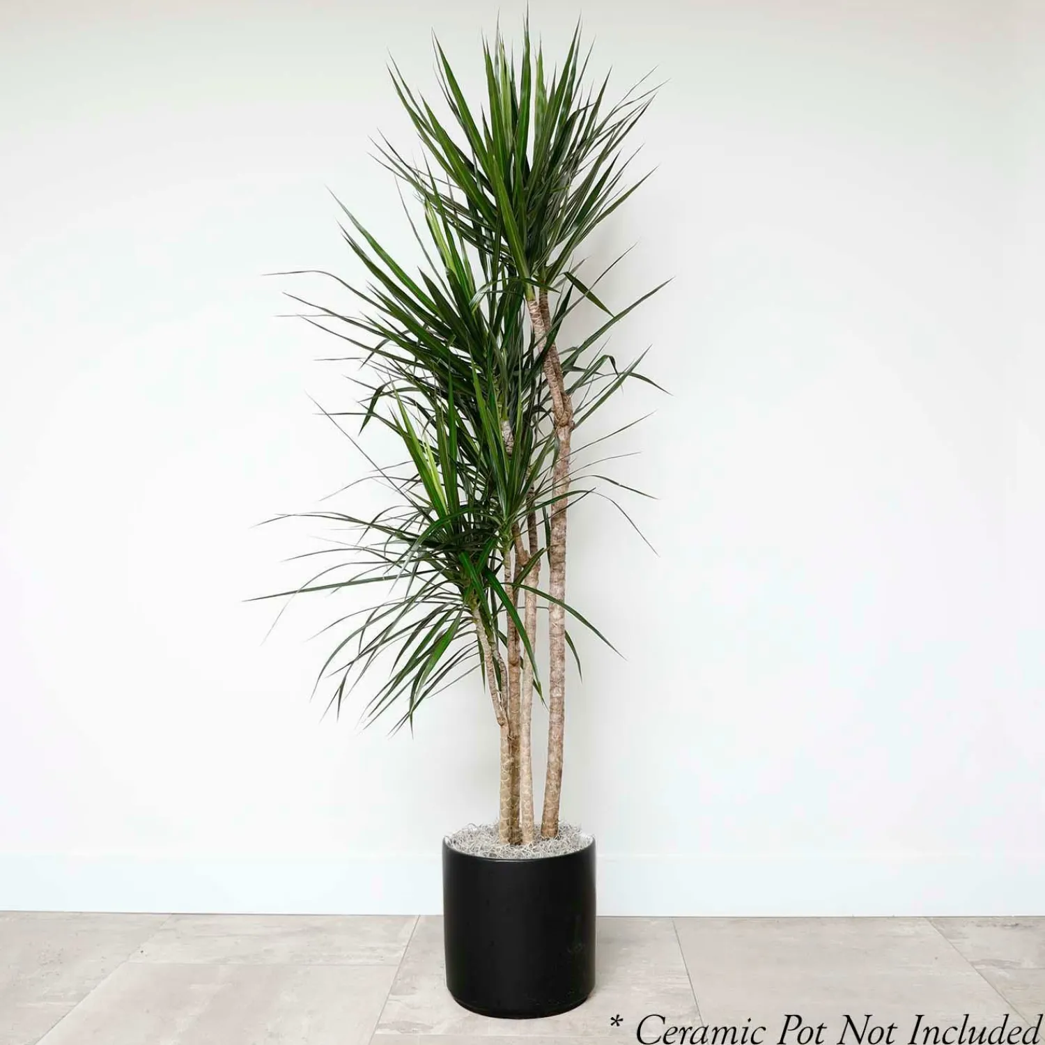 dracaena_marginata___pot_0.webp Dracaena Marginata - 8" Pot>Roger's Gardens Hot