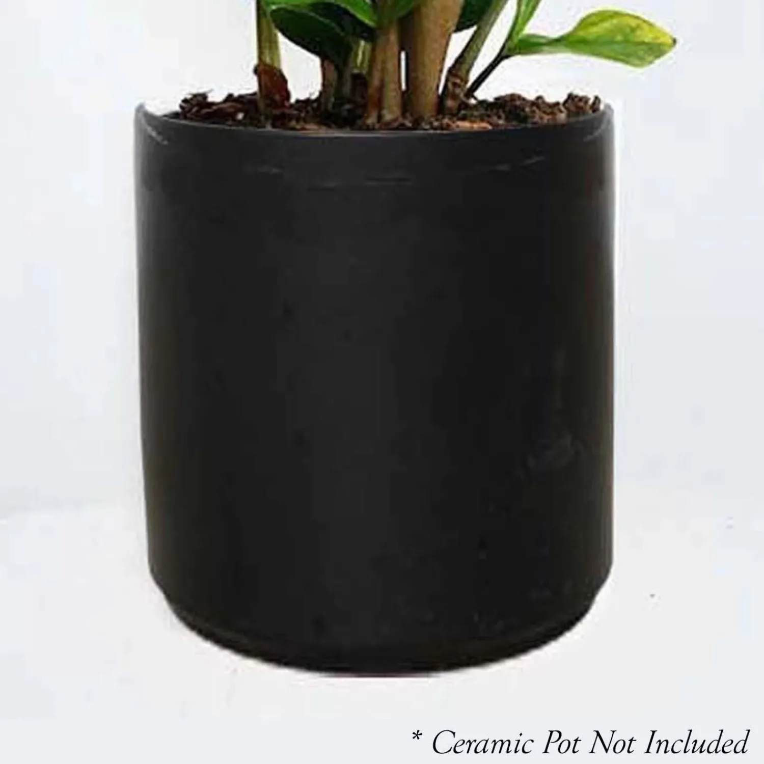 dracaena_marginata___pot_1.webp Dracaena Marginata - 8" Pot>Roger's Gardens Hot