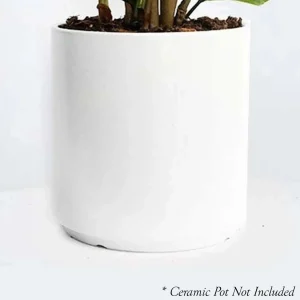 Dracaena Marginata - 8