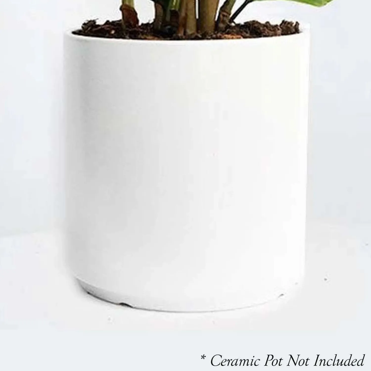 dracaena_marginata___pot_2.webp Dracaena Marginata - 8" Pot>Roger's Gardens Hot