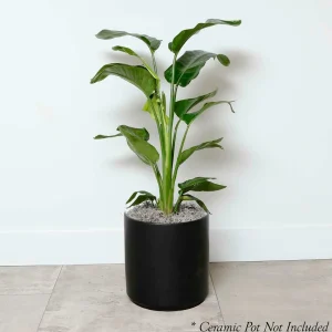 Dracaena Massangeana - 8" Pot>Roger's Gardens Sale