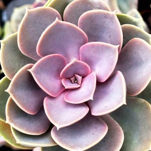 Echeveria 'Perle Von Nornberg' - Perle Von Nurnberg Echeveria - 1 Gallon>Roger's Gardens Fashion