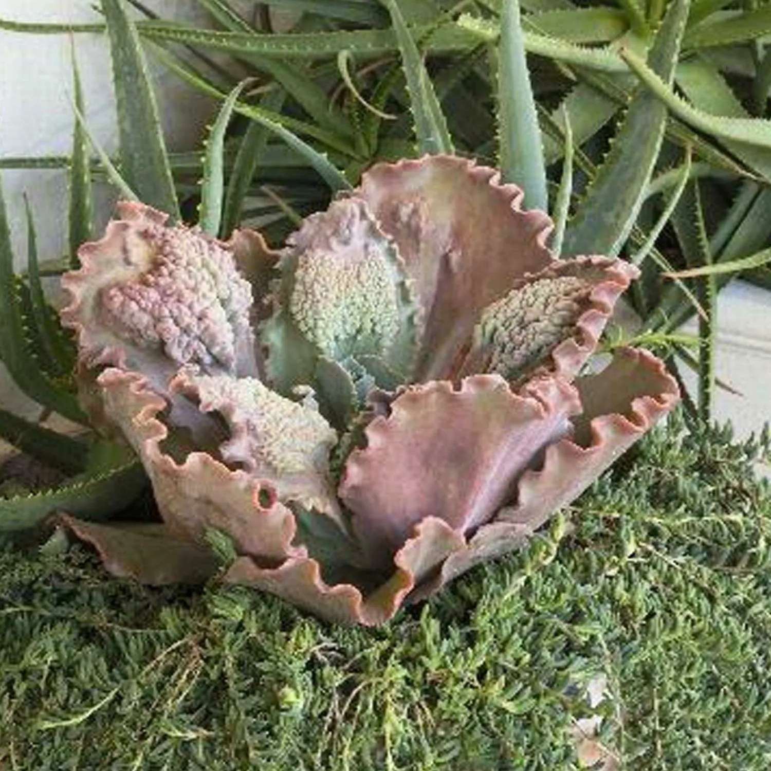 echeveria_ruffled_red__ruffled_red_echeveria___gallon_0.webp Echeveria 'Ruffled Red' - Ruffled Red Echeveria - 1 Gallon>Roger's Gardens Clearance