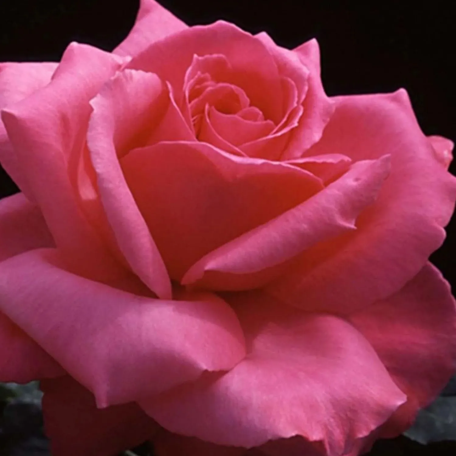 electron___gallon_0.webp Electron - 5 Gallon>Roger's Gardens Cheap