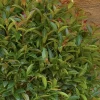 Eugenia 'Monterey Bay' - Monterey Bay Brush Cherry - 5 Gallon>Roger's Gardens Fashion