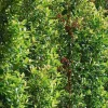 Eugenia 'Orange Twist' - Orange Twist Brush Cherry - 5 Gallon>Roger's Gardens Shop