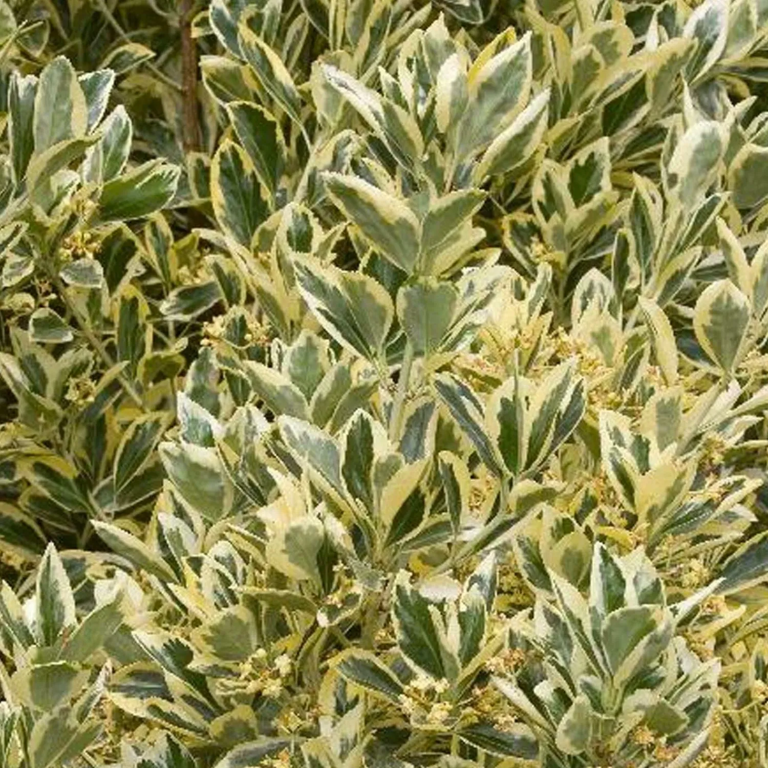 euonymous_silver_king__silver_king_euonymus___gallon_0-1.webp Euonymous 'silver King' - Silver King Euonymus - 5 Gallon>Roger's Gardens Store