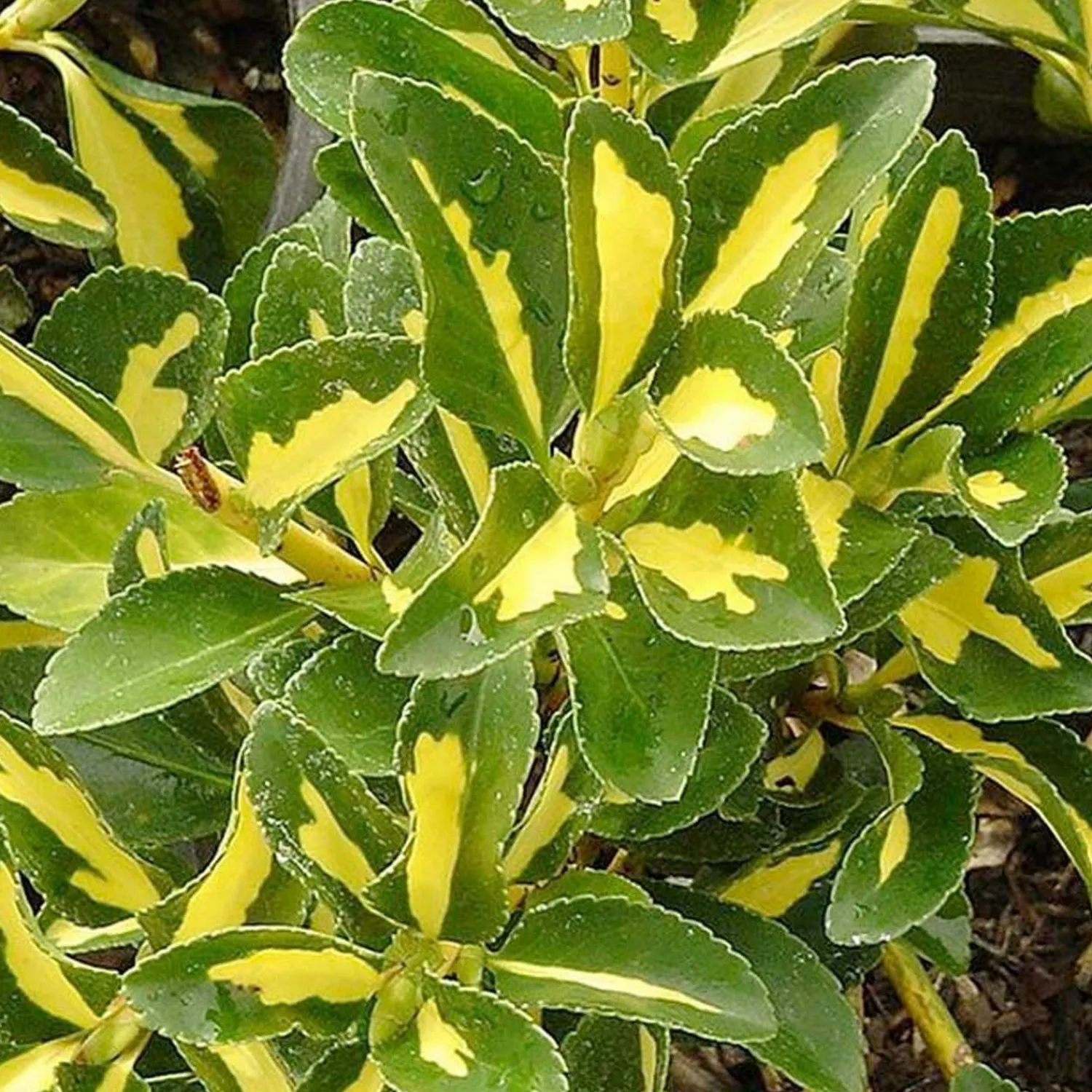 euonymus_j_aureovariegatus__gold_spot_euonymus___gallon_0.webp Euonymus J. 'Aureovariegatus' - Gold Spot Euonymus - 1 Gallon>Roger's Gardens Sale