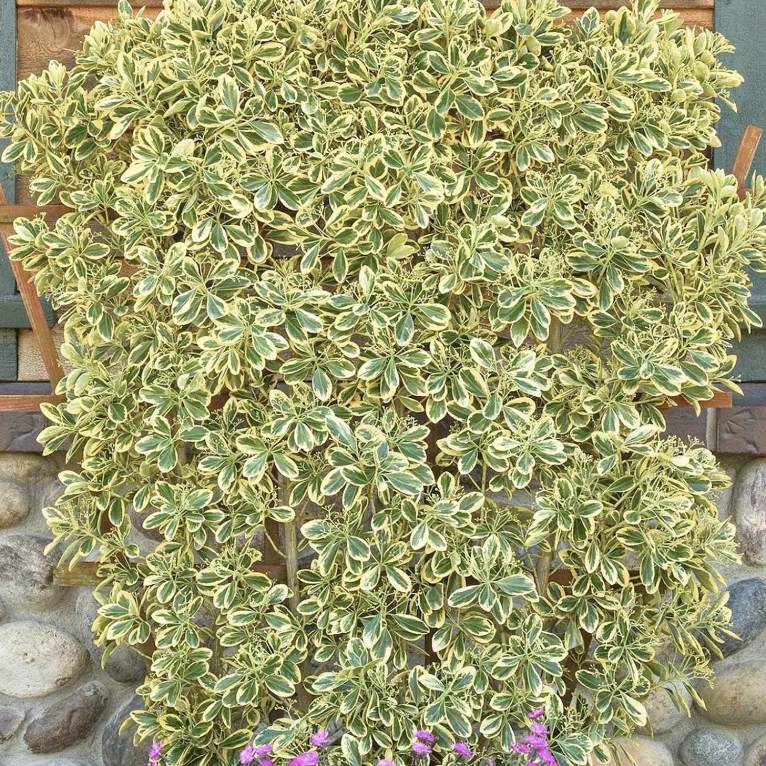 euonymus_jap_chollipo__chollipo_euonymus___gallon_0.webp Euonymus Jap. 'Chollipo' - Chollipo Euonymus - 1 Gallon>Roger's Gardens Discount