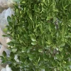 Euonymus K. 'Manhattan' - Manhattan Euonymus - Espalier - 5 Gallon>Roger's Gardens Discount