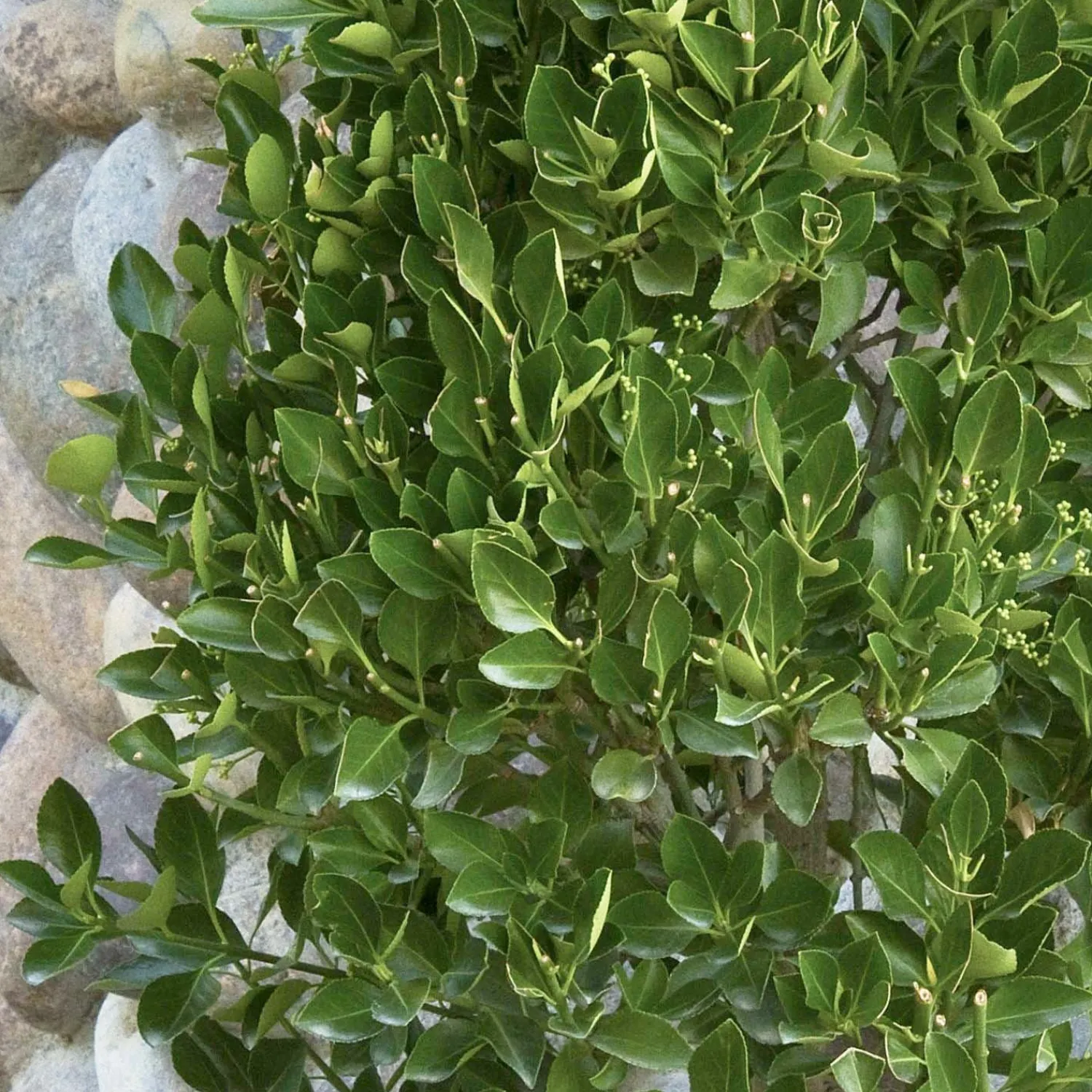 euonymus_k_manhattan__manhattan_euonymus__espalier___gallon_0.webp Euonymus K. 'Manhattan' - Manhattan Euonymus - Espalier - 5 Gallon>Roger's Gardens Discount