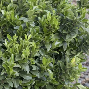 Euonymus 'Microphyllus' - Boxleaf Euonymus - 2 Gallon>Roger's Gardens Best