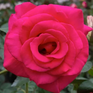 Fame! - 5 Gallon>Roger's Gardens Clearance