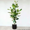 Ficus 'Audrey' 5.5' Column - 14" Pot>Roger's Gardens Clearance