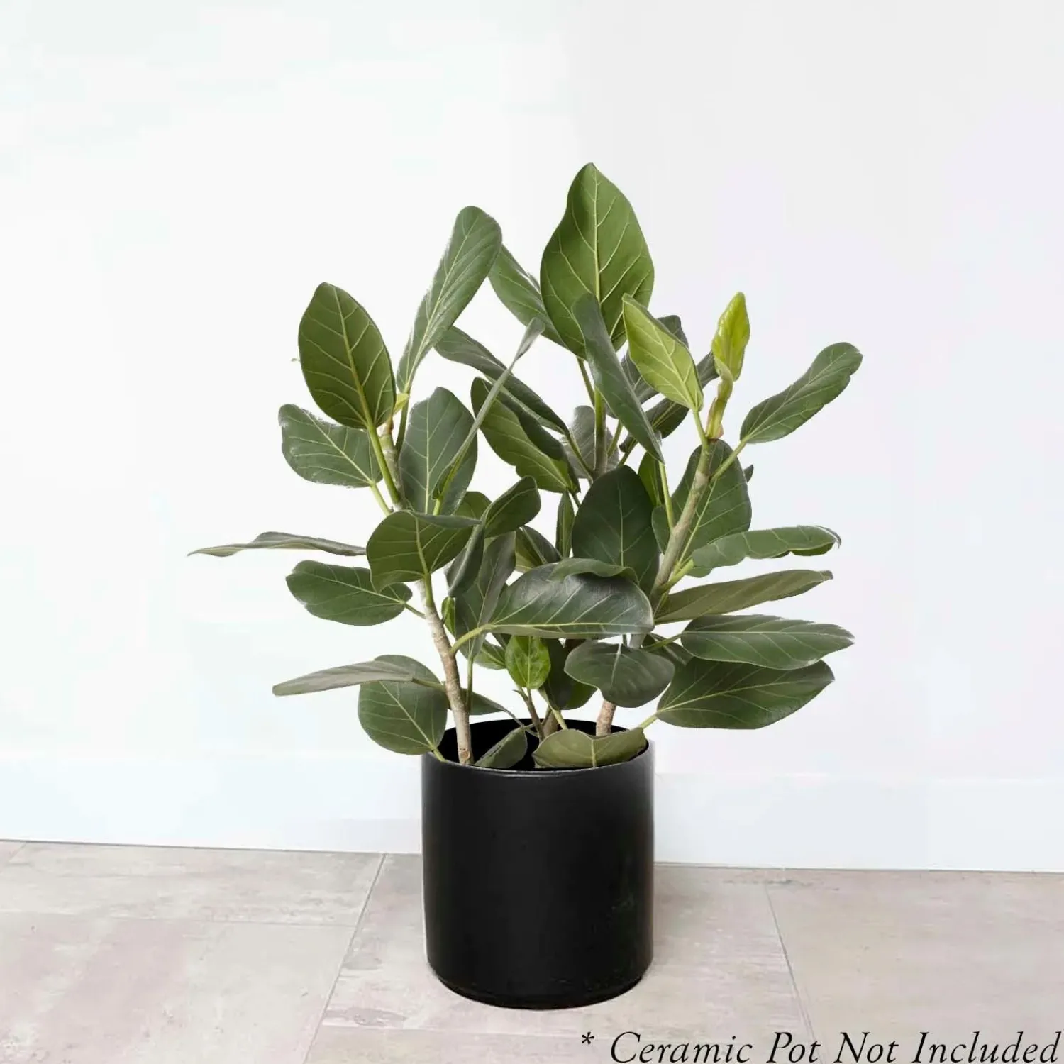 ficus_audrey_bush____pot_0.webp Ficus 'Audrey' Bush 2' - 10" Pot>Roger's Gardens Cheap