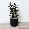 Ficus Decora 'Burgundy' - Rubber Tree - 8" Pot>Roger's Gardens Cheap
