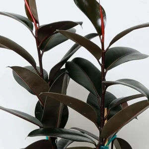 Ficus Decora 'Burgundy' Bush - Rubber Tree - 10" Pot>Roger's Gardens Online