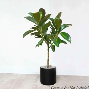 Ficus Decora 'Melanie' Standard - Rubber Tree - 10" Pot>Roger's Gardens Shop