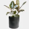 Ficus Decora 'Tineke' - Rubber Tree - 4" Pot>Roger's Gardens New