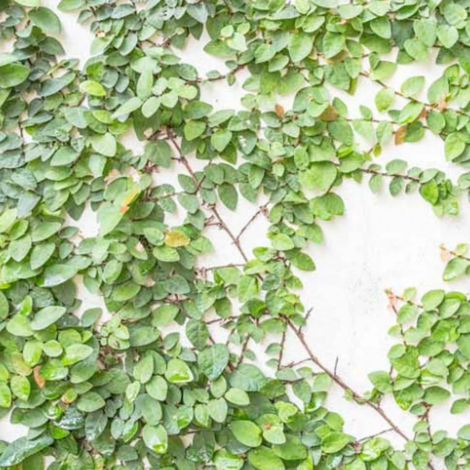 ficus_pumila__creeping_fig___gallon_0-1.webp Ficus Pumila - Creeping Fig - 5 Gallon>Roger's Gardens Online