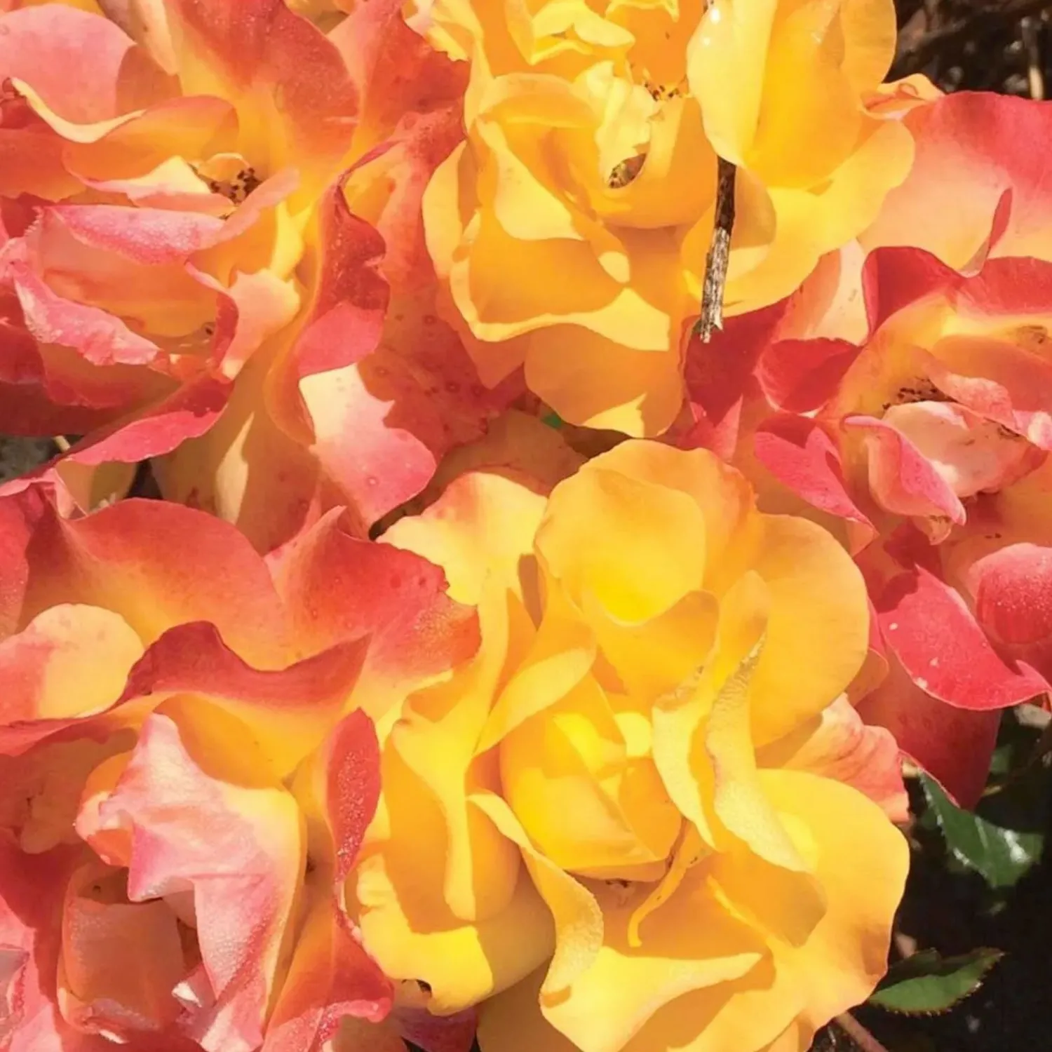 fiesta_veranda___gallon_0.webp Fiesta Veranda - 5 Gallon>Roger's Gardens Discount