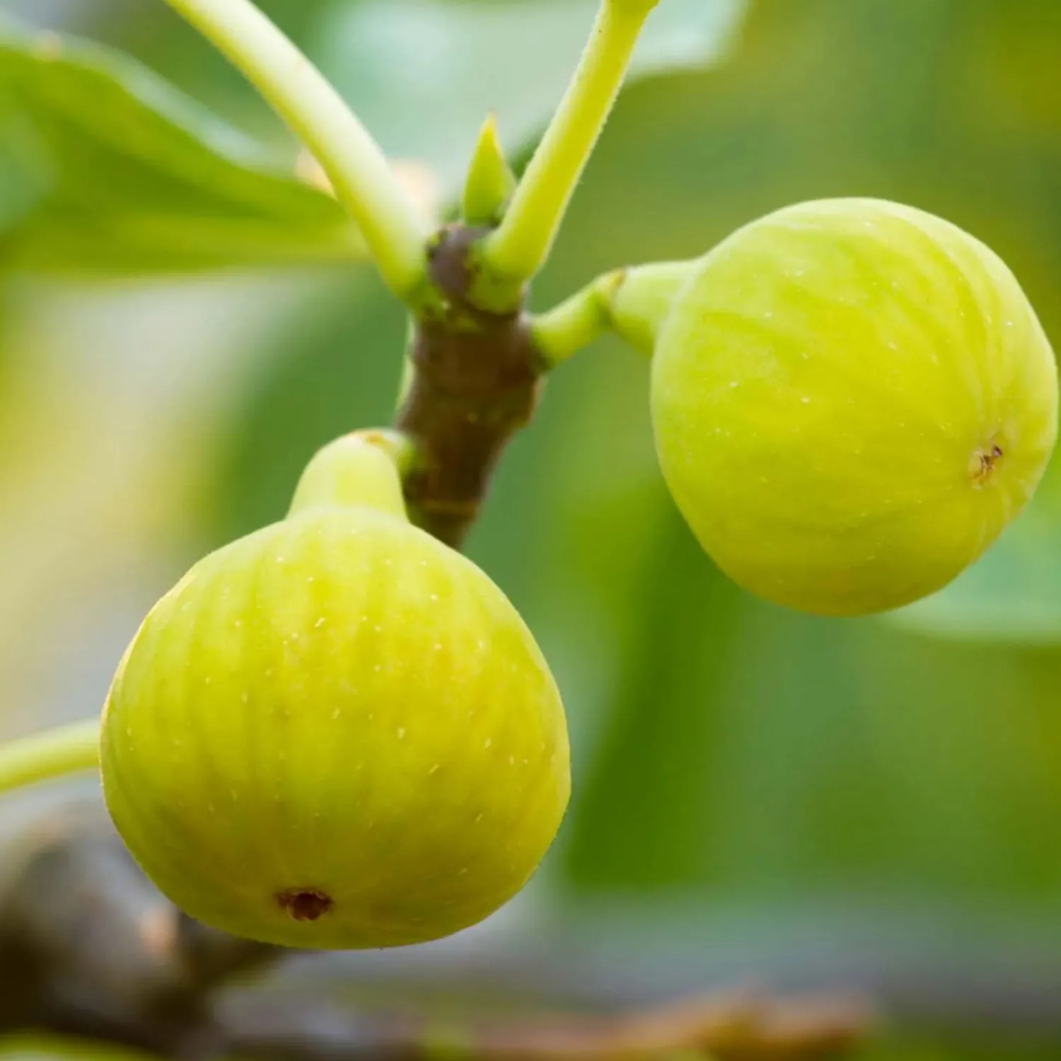 fig_desert_king___gallon_0.webp Fig 'Desert King' - #5 Gallon>Roger's Gardens Cheap