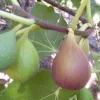 Fig 'Flanders' - #5 Gallon>Roger's Gardens Fashion