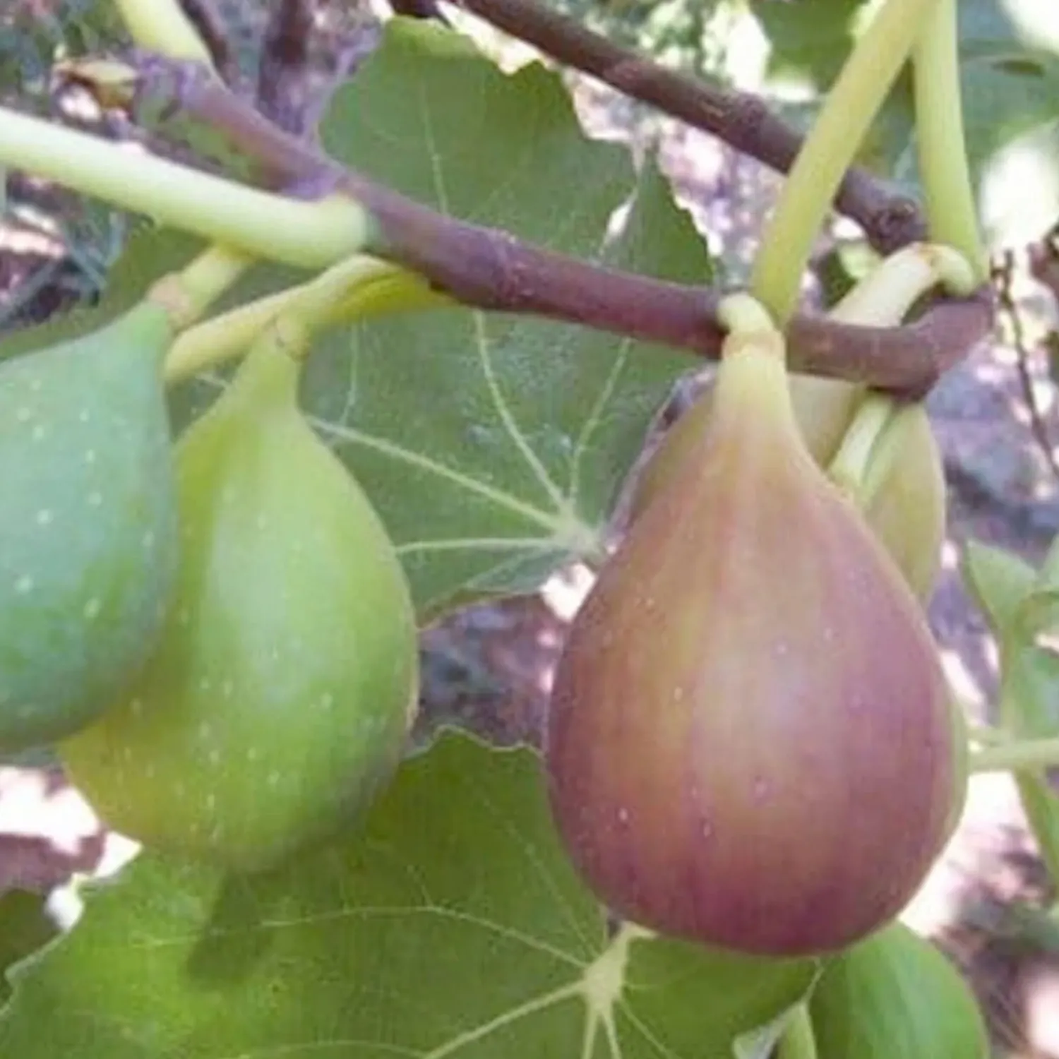 fig_flanders___gallon_0.webp Fig 'Flanders' - #5 Gallon>Roger's Gardens Fashion