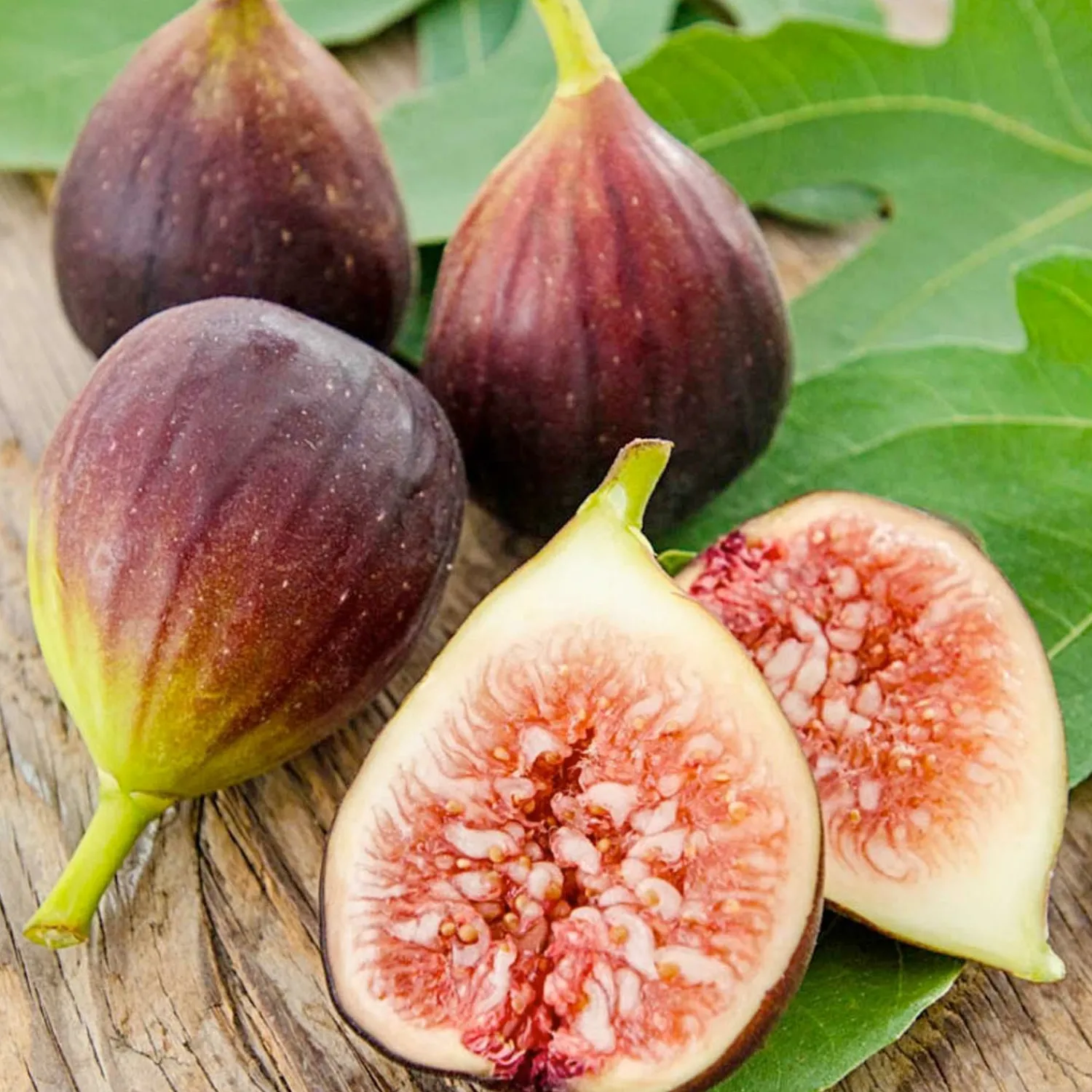 fig_improved_brown_turkey___gallon_0-1.webp Fig 'Improved Brown Turkey' - 5 Gallon>Roger's Gardens Store