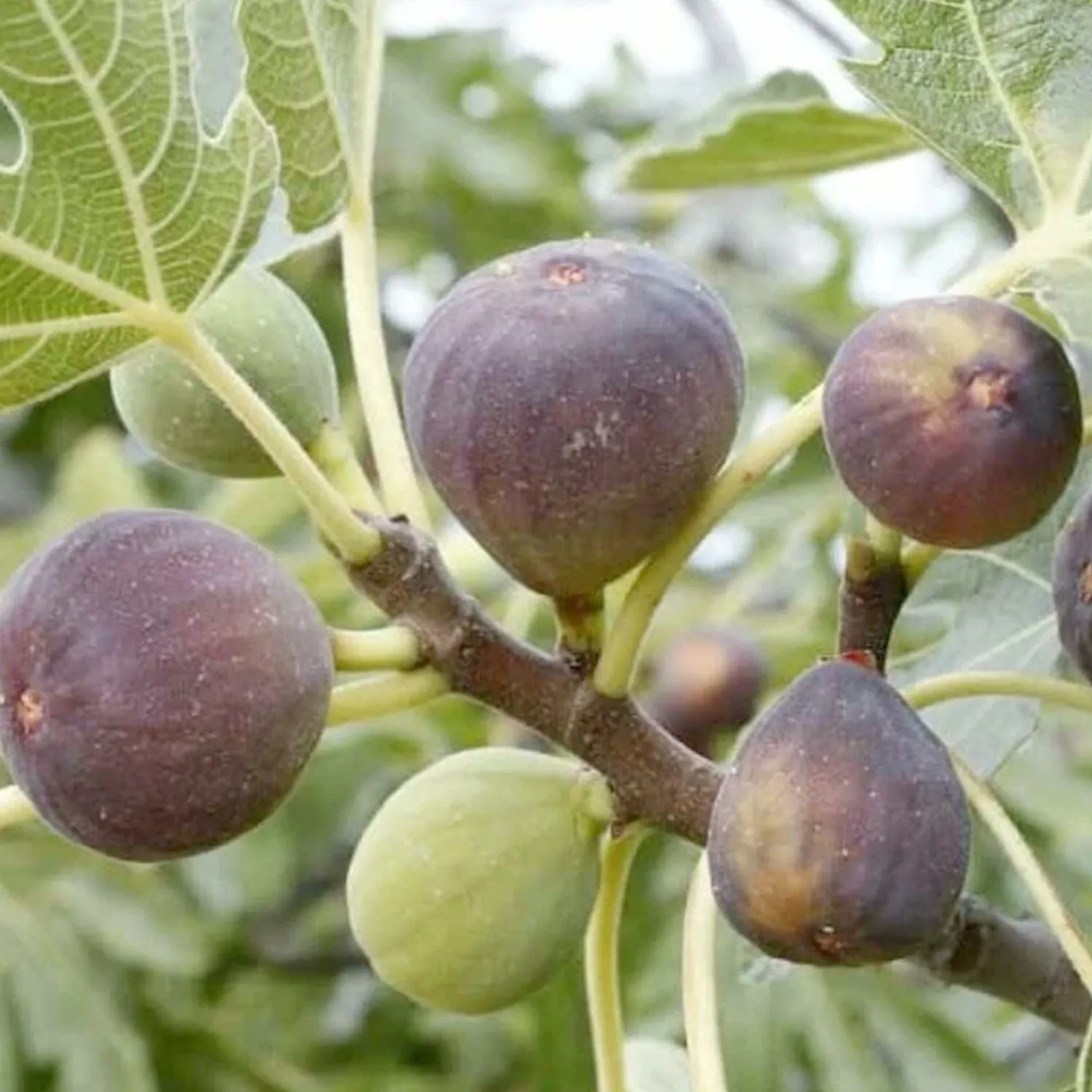 fig_osborne_prolific___gallon_0.webp Fig 'Osborne Prolific' - #5 Gallon>Roger's Gardens Shop