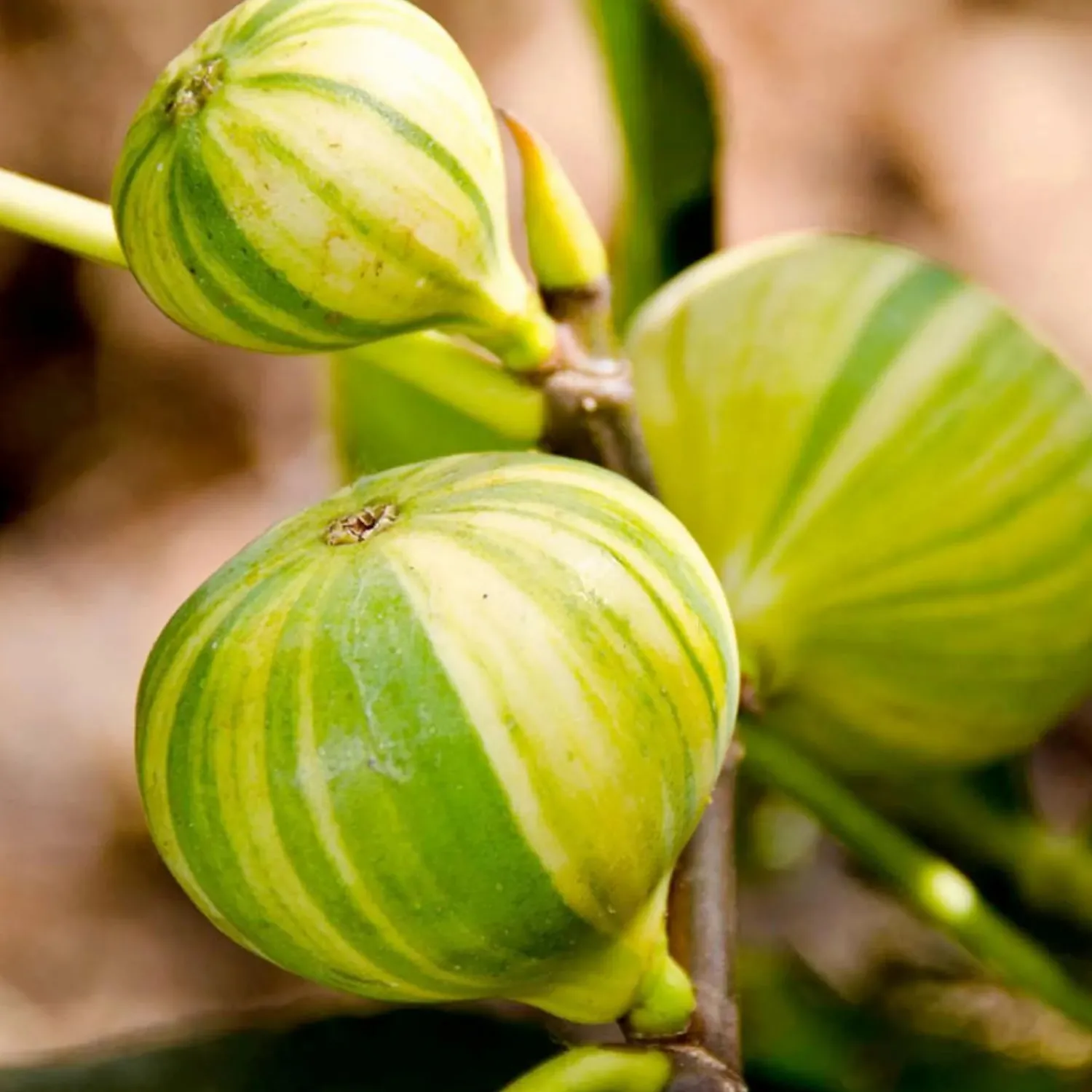 fig_panache_tiger___gallon_0.webp Fig 'Panache Tiger' - #5 Gallon>Roger's Gardens Cheap