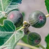 Fig 'White Genoa' - #5 Gallon>Roger's Gardens Store
