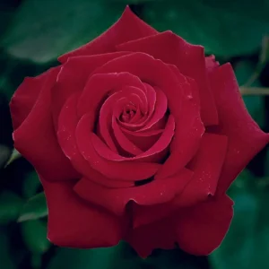 Firefighter - 5 Gallon>Roger's Gardens Cheap