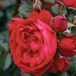 Florentina Arbo - Climbing - Staked - 15 Gallon>Roger's Gardens Best Sale