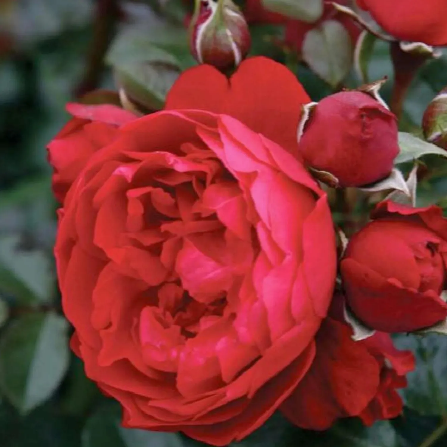 florentina_arbo__climbing__staked___gallon_0.webp Florentina Arbo - Climbing - Staked - 15 Gallon>Roger's Gardens Best Sale