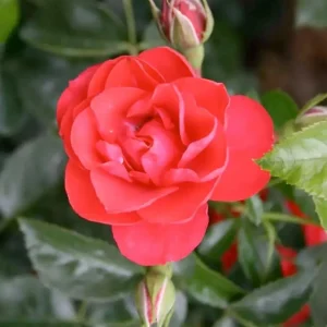 Flower Carpet Scarlet - 5 Gallon>Roger's Gardens Best Sale