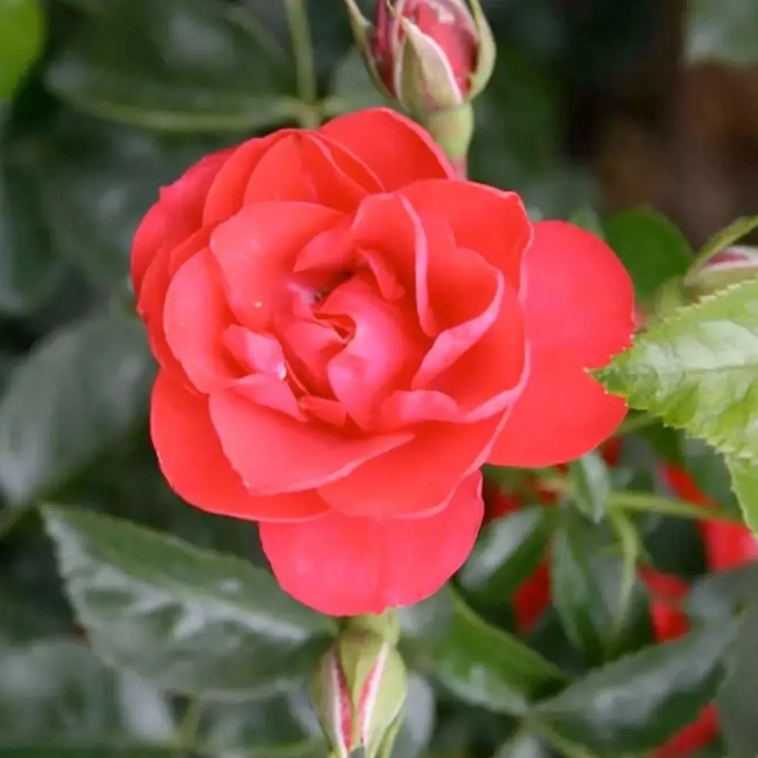 flower_carpet_scarlet___gallon_0.webp Flower Carpet Scarlet - 5 Gallon>Roger's Gardens Best Sale