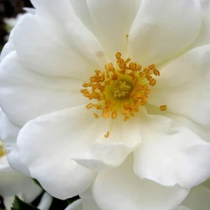 Flower Carpet White - 5 Gallon>Roger's Gardens Outlet