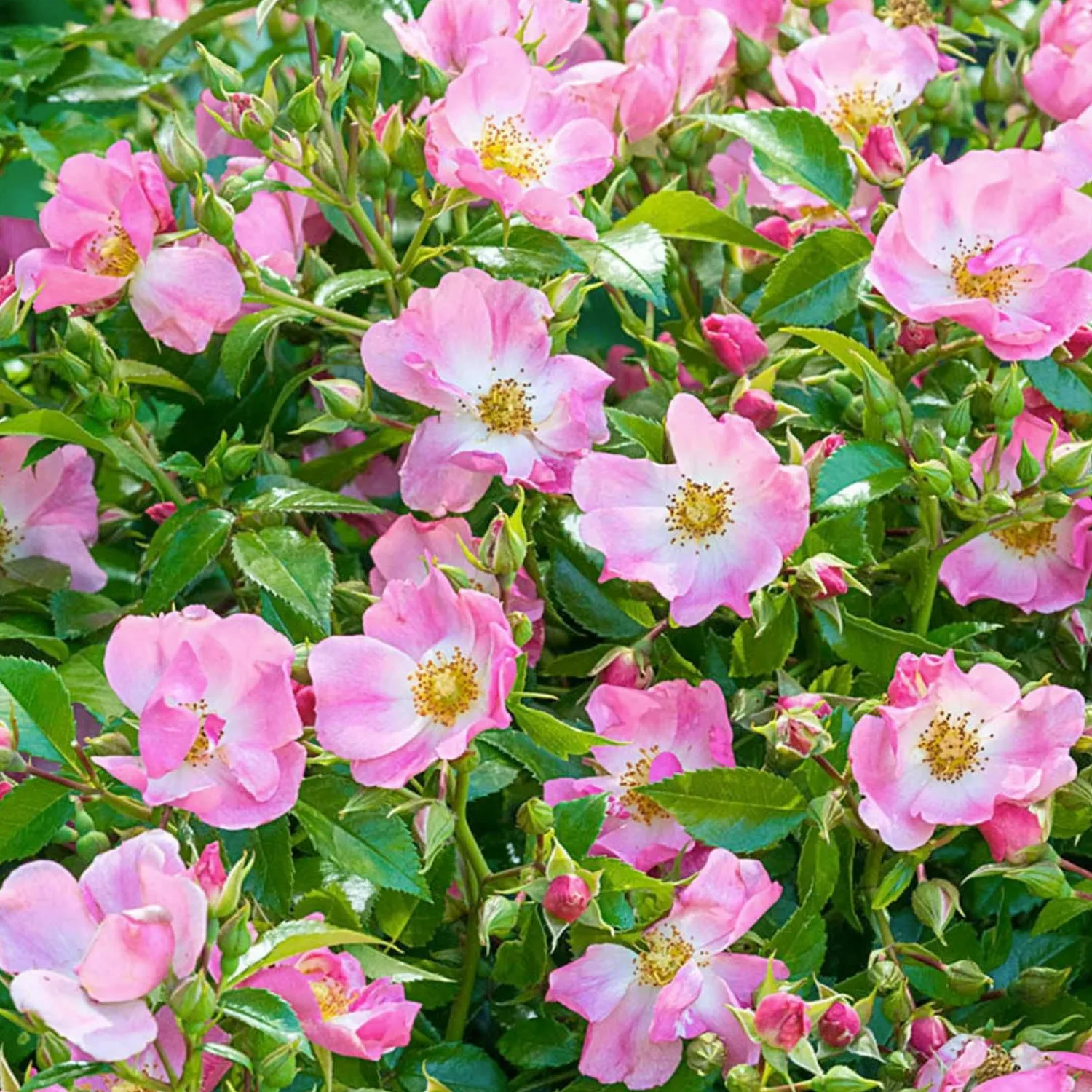 forever__ever_pink___gallon_0.webp Forever & Ever Pink - 5 Gallon>Roger's Gardens Cheap