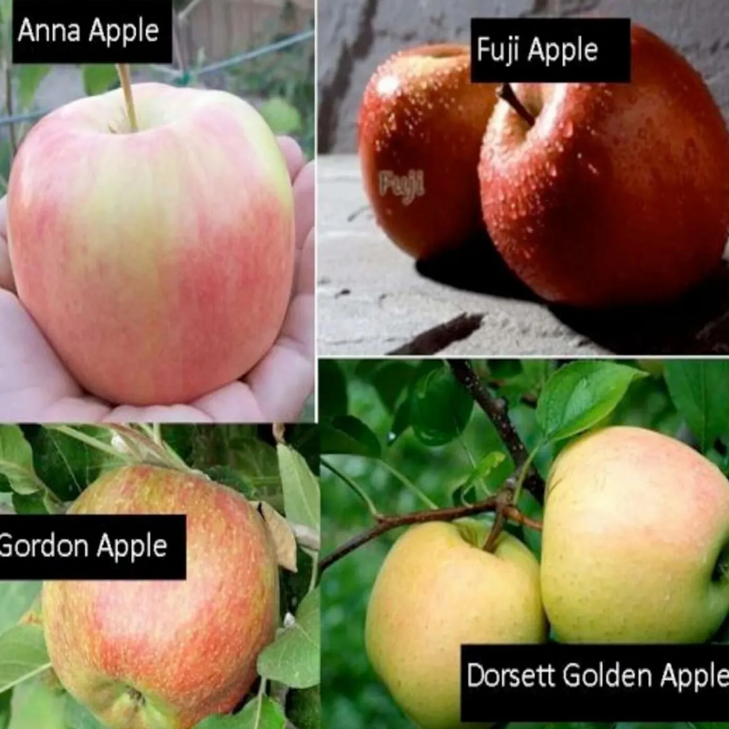 fruit_salad__apple_semidwarf__on____gallon_0.webp Fruit Salad - Apple Semi-Dwarf- 4 On 1 - #15 Gallon>Roger's Gardens Fashion