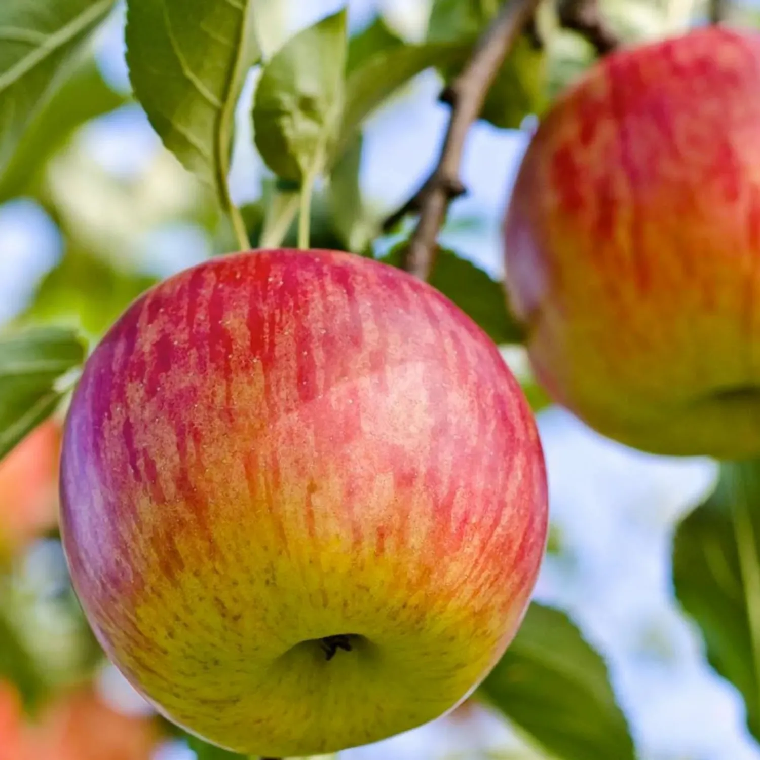 fuji_apple___gallon_0.webp Fuji Apple - 10 Gallon>Roger's Gardens Outlet